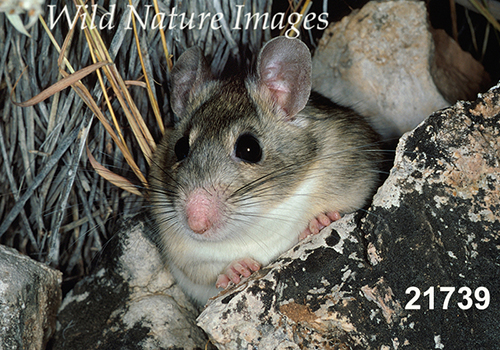 White-toothed Woodrat (Neotoma leucodon)